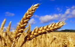 По прогнозам аграриев хлеба в этом году будет больше, чем в прошлом
