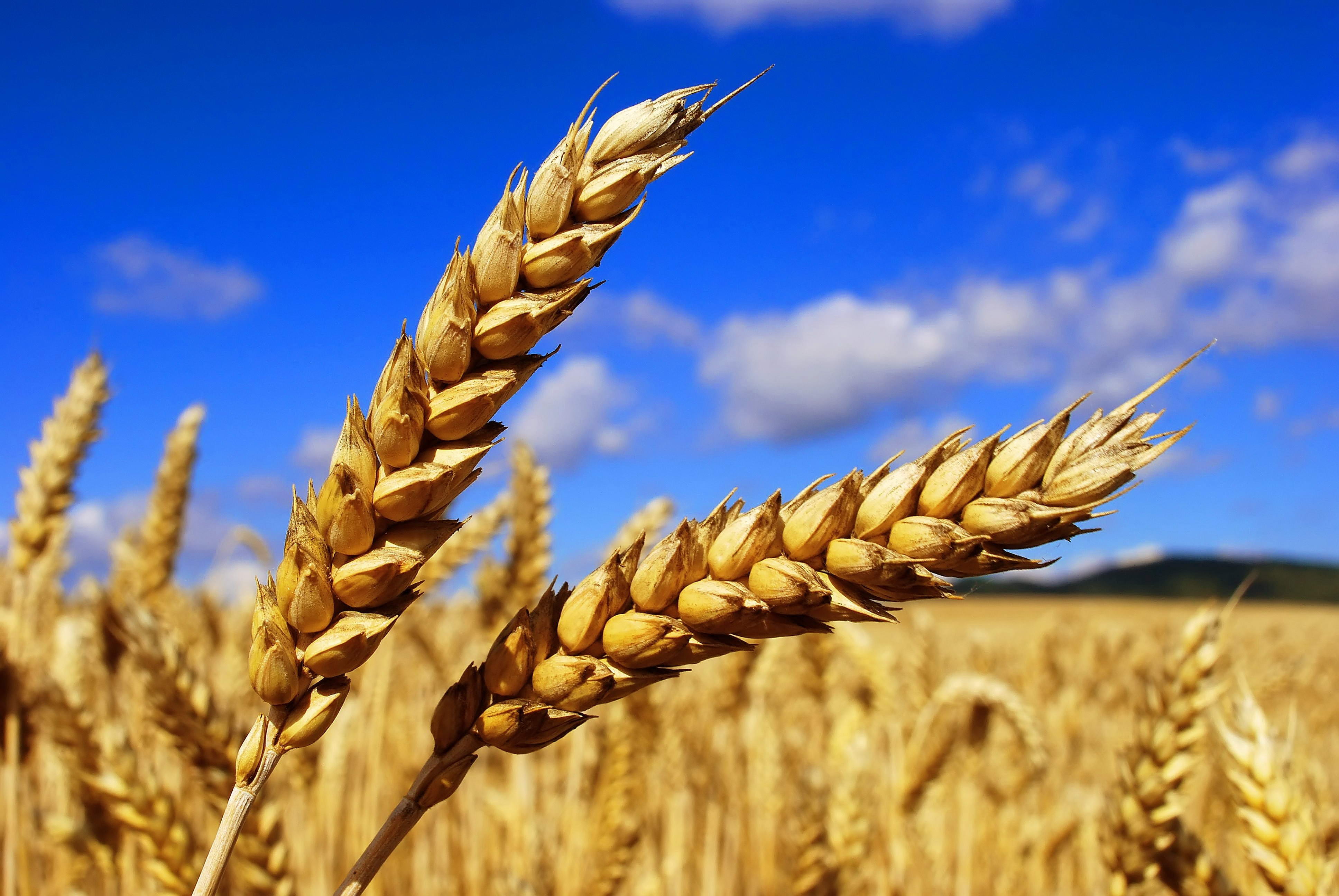 По прогнозам аграриев хлеба в этом году будет больше, чем в прошлом