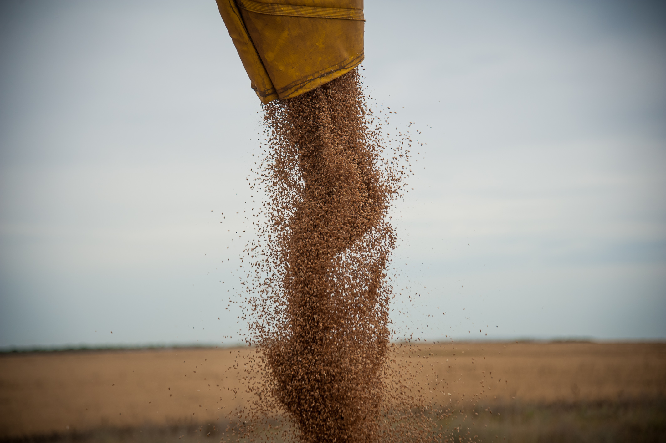 Волгоградские аграрии собрали 4 миллиона тонн зерна